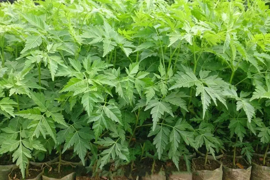 Xoan đào có mặt ở nhiều vùng của Việt Nam