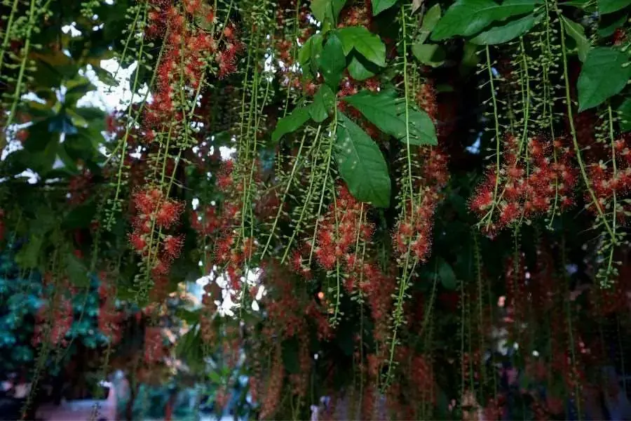 Cây lộc vừng biểu trưng cho sự sung túc, đầy đủ, mang lại may mắn