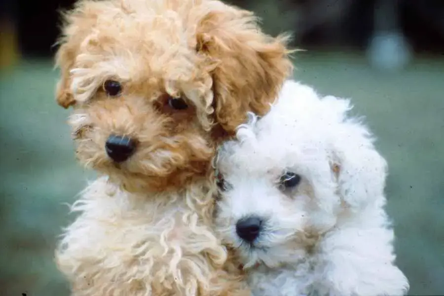 Poodle là giống chó săn vịt bởi chúng rất giỏi trong việc bơi lội.