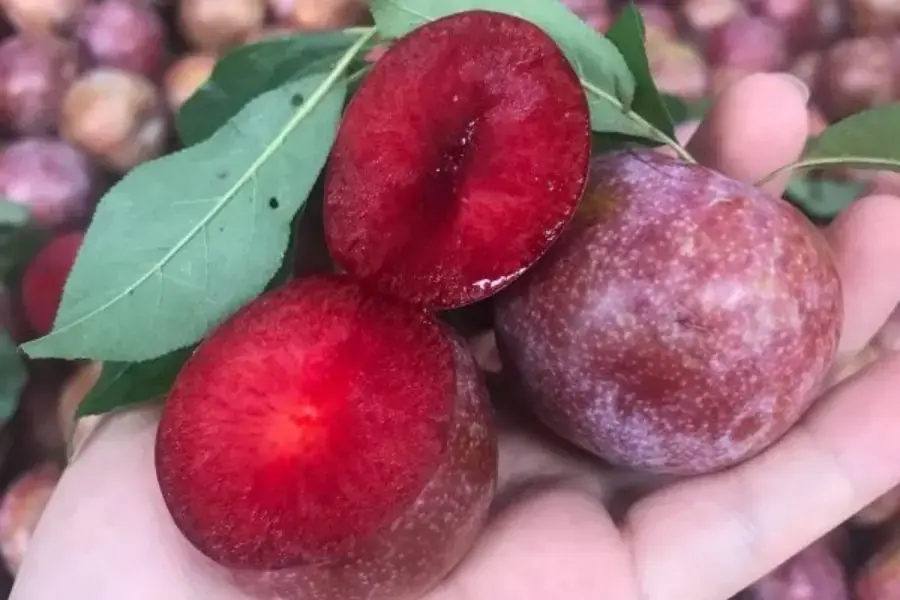Mận Hà Nội tươi ( Nguồn: Vinfruits)