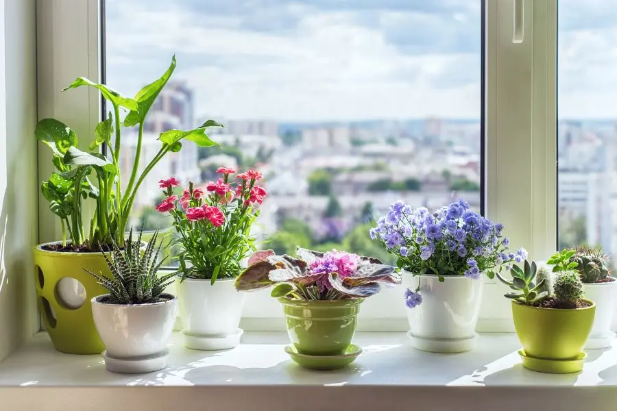 Mẫu trang trí cửa sổ lớp học bằng cây xanh màu sắc đẹp mắt.