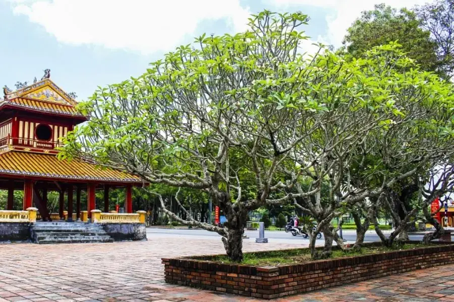 Cây sứ được trồng ở Cố đô Huế - Việt Nam