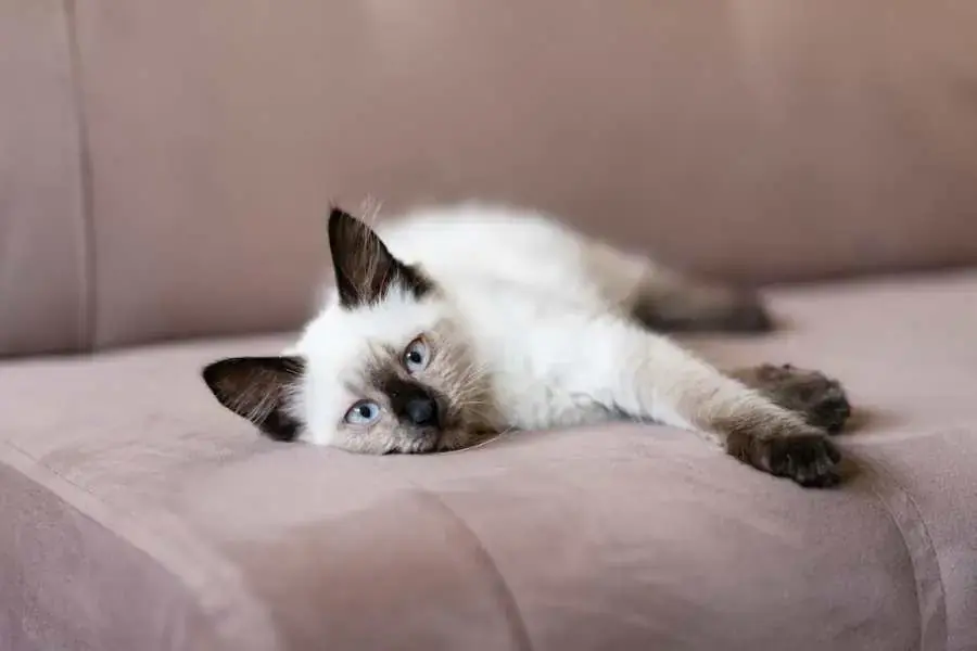 Cào móng là thói quen của mèo để đánh dấu lãnh thổ