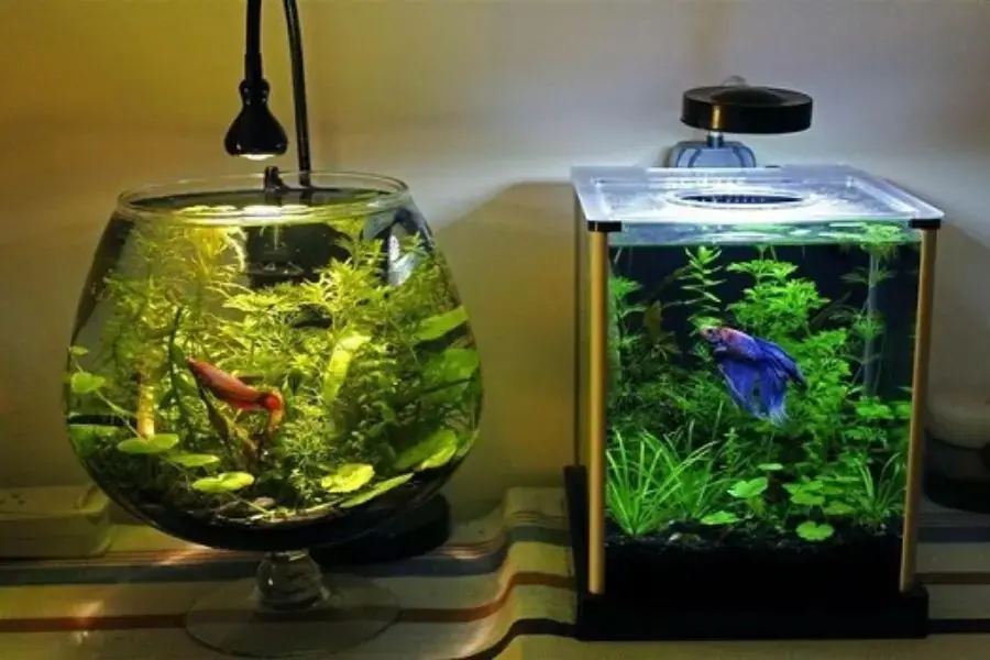 Hồ cá thủy sinh mini với đa dạng cấc loại cây thủy sinh xanh tươi
