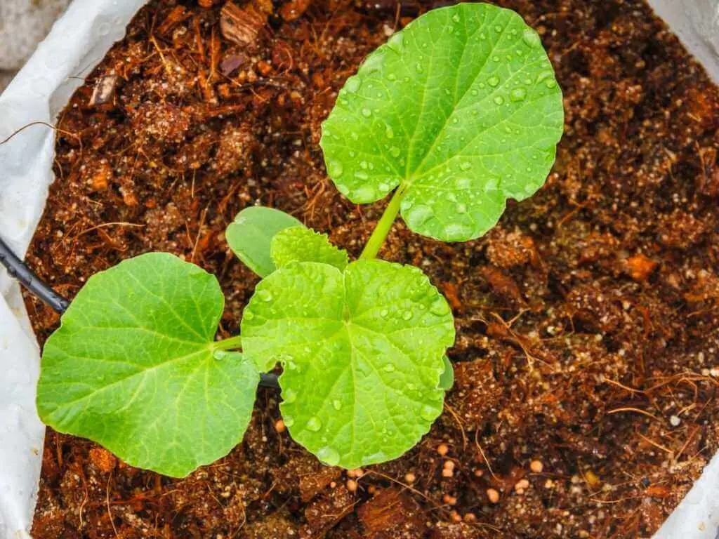 đất trồng dưa lưới
