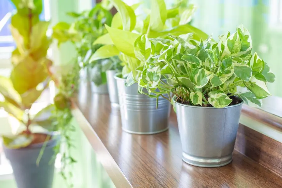 Trầu bà xanh tươi tô điểm thêm cho không gian quán cafe hút mắt hơn.