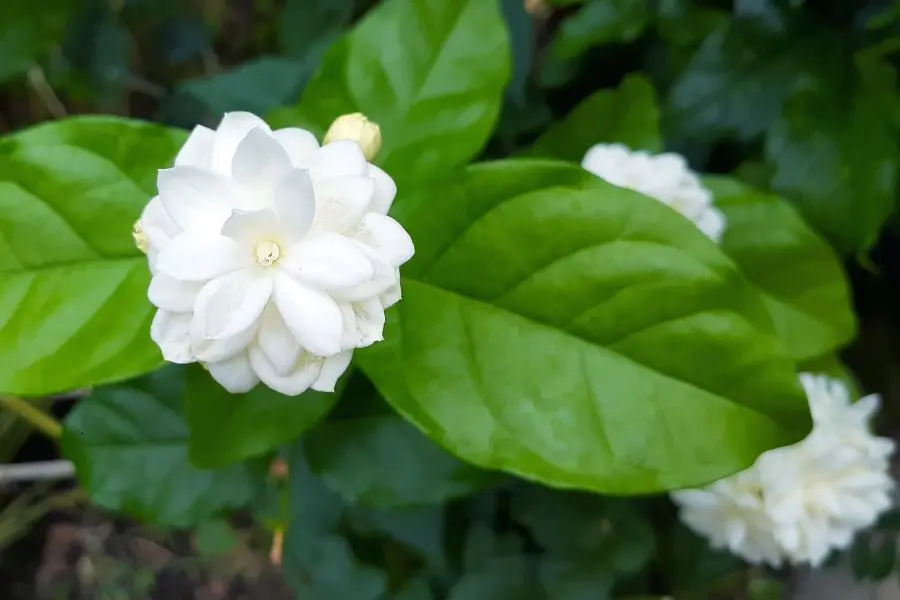 Hoa nhài bị liệt vào danh sách hoa không nên thờ cúng.