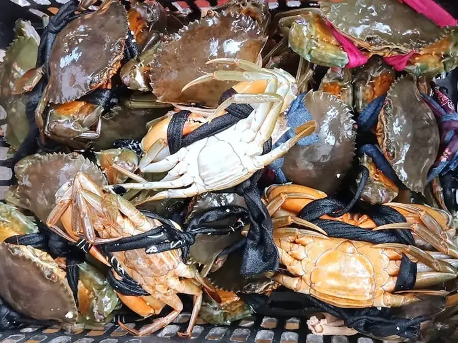 So sánh trọng lượng cua để lựa con chắc thịt và ngon