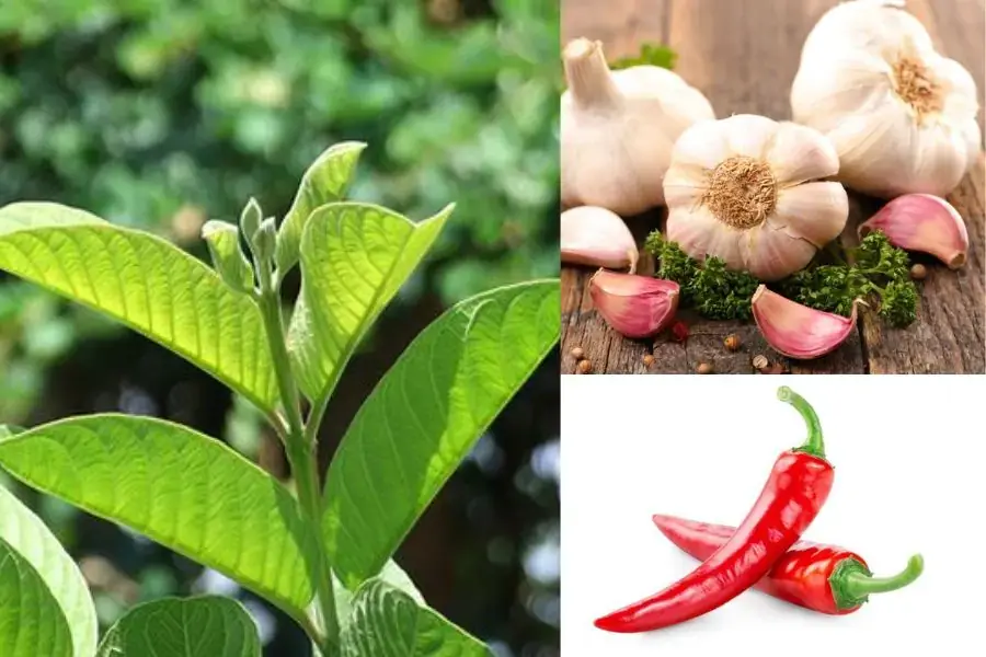 Thử ngay món lá ổi xào cùng tỏi và ớt thơm ngon