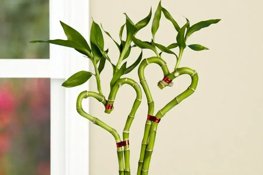Cây phát lộc uốn dáng trái tim.