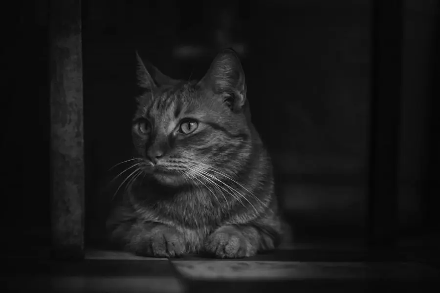 Việc căng thẳng (stress) cũng là nguyên nhân khiến mèo kêu ban đêm.