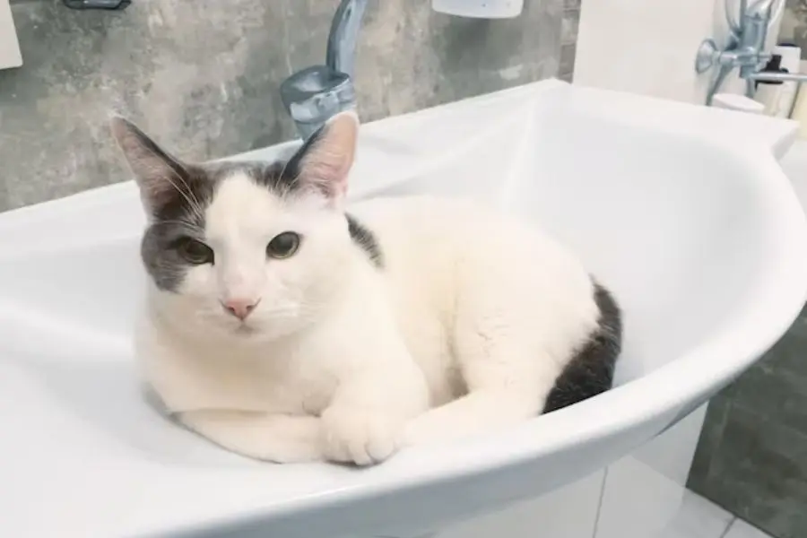 Tắm mèo khi thời tiết phù hợp, không quá lạnh, không quá nóng.