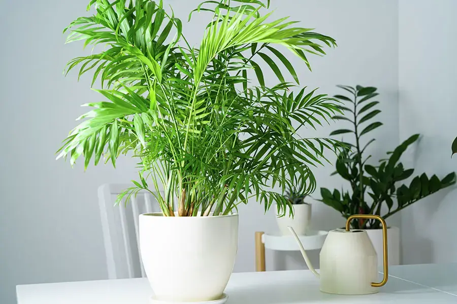 Cấp ẩm để cây luôn xanh tươi đầy sức sống.