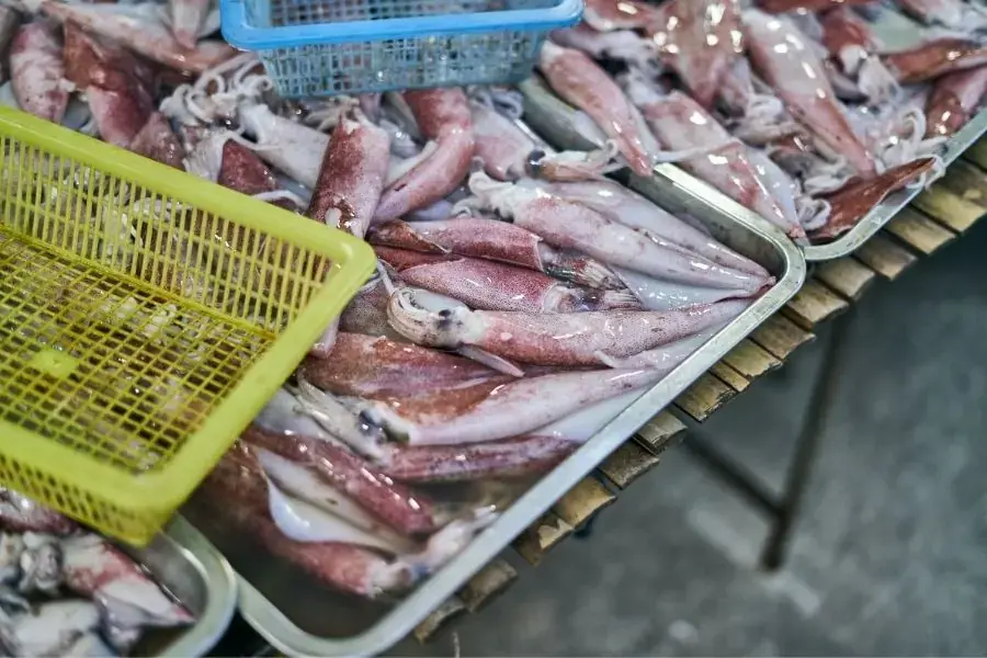 Chọn mực tươi