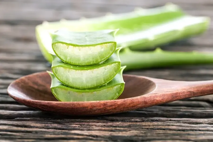 Nha đam có thể hỗ trợ điều trị bệnh tiểu đường