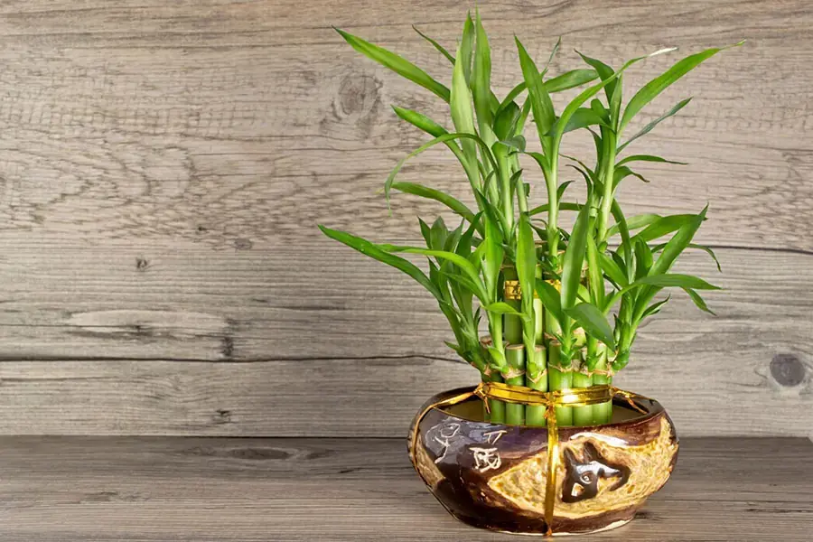Cây phát lộc mang ý nghĩa phong thủy tốt lành.