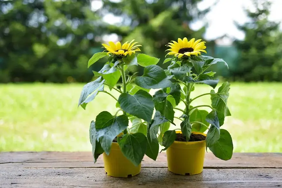 Trưng bày chậu hướng dương ở ban công. 