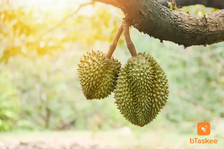 Cây sầu riêng được mệnh danh "vua của các loài trái cây"