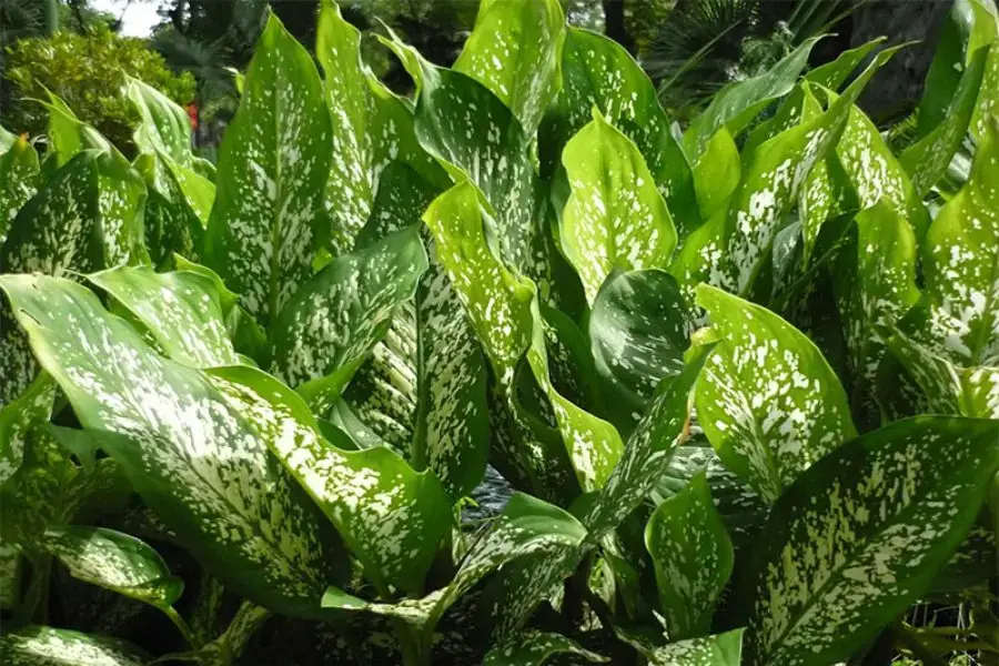Đặc điểm lá rộng dài của cây vạn niên thanh