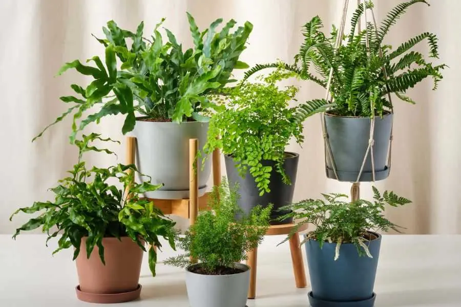 Dương xỉ ưa sáng nhưng tránh ánh nắng trực tiếp từ mặt trời.