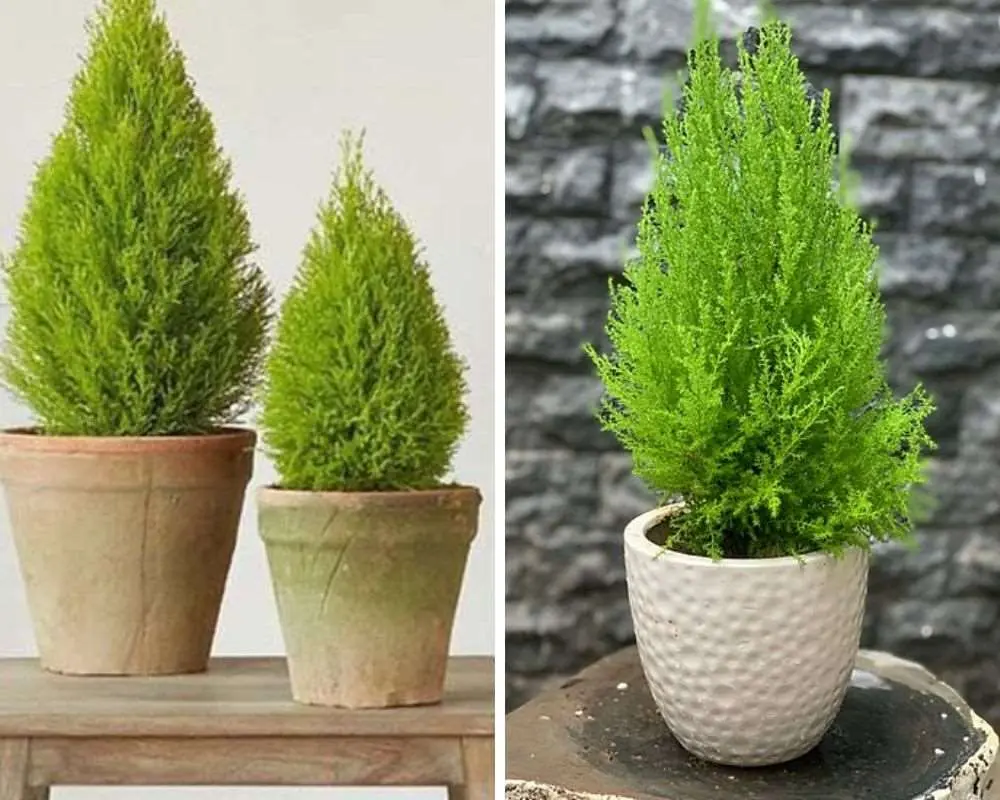 Đặt chậu tùng thơm trên bàn, giúp thanh lọc không khí, tạo cảm giác dễ chịu.