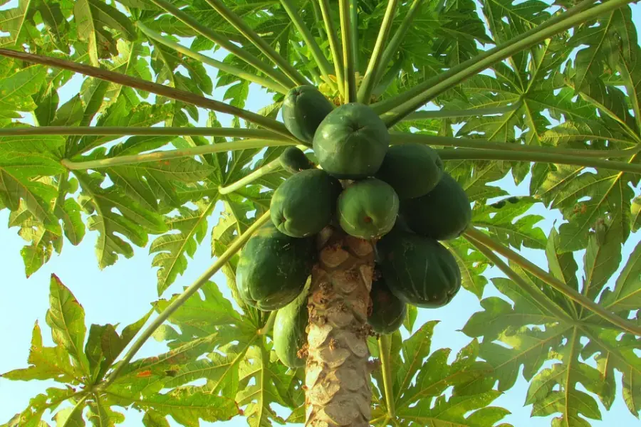 Cây đu đủ xanh tươi