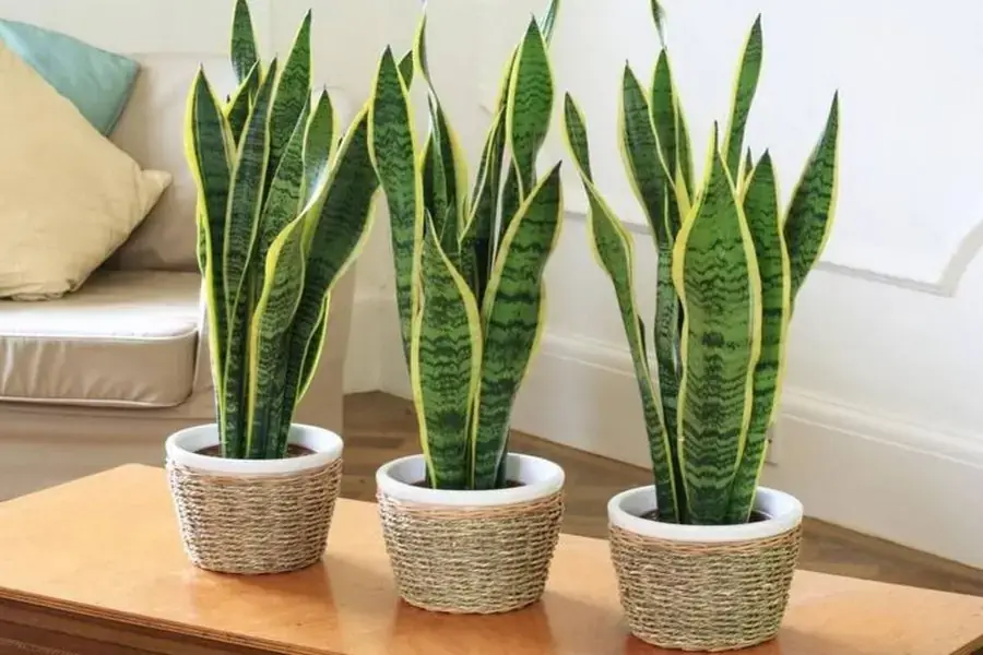 Trang trí góc nhà bằng cây lưỡi hổ