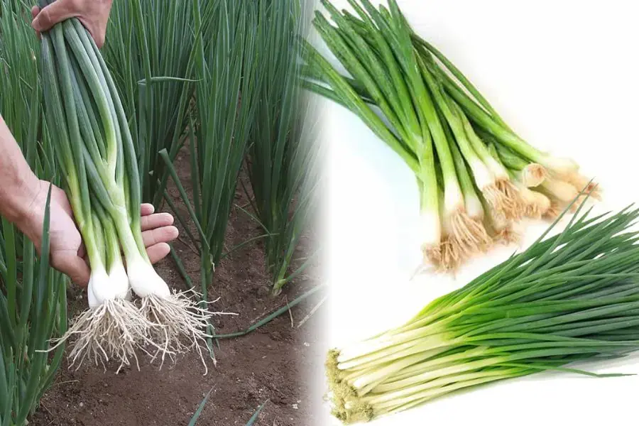 Hạt giống hành lá mua về ngâm trong nước ấm giúp loại bỏ những hạt lép