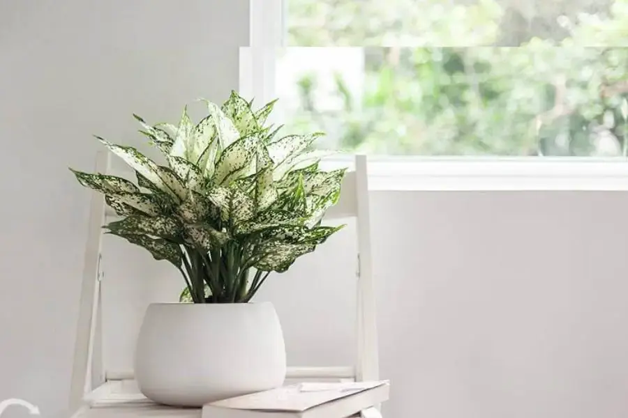 Ngọc ngân biểu tượng của tình yêu luôn tươi đẹp 