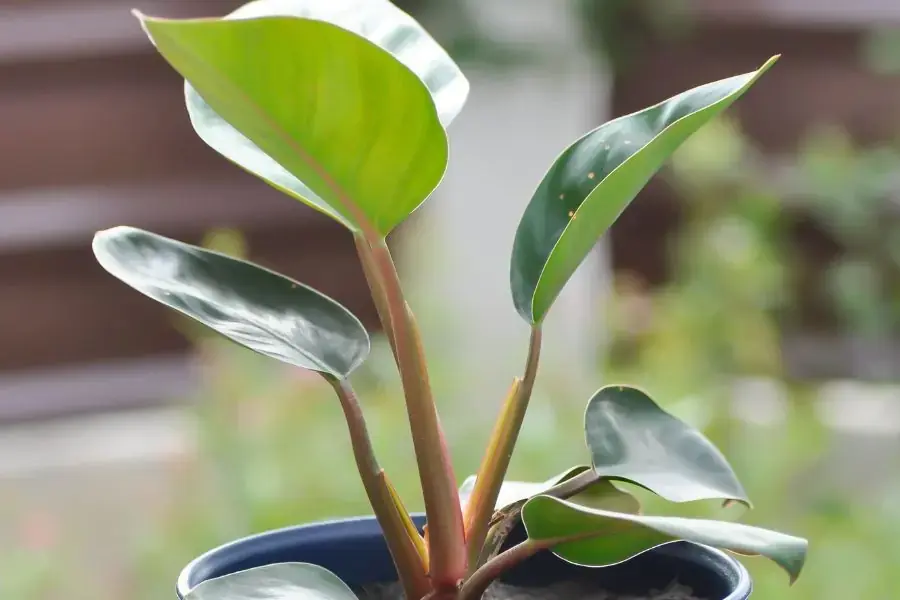 Cây trầu bà đế vương đang phát triển.