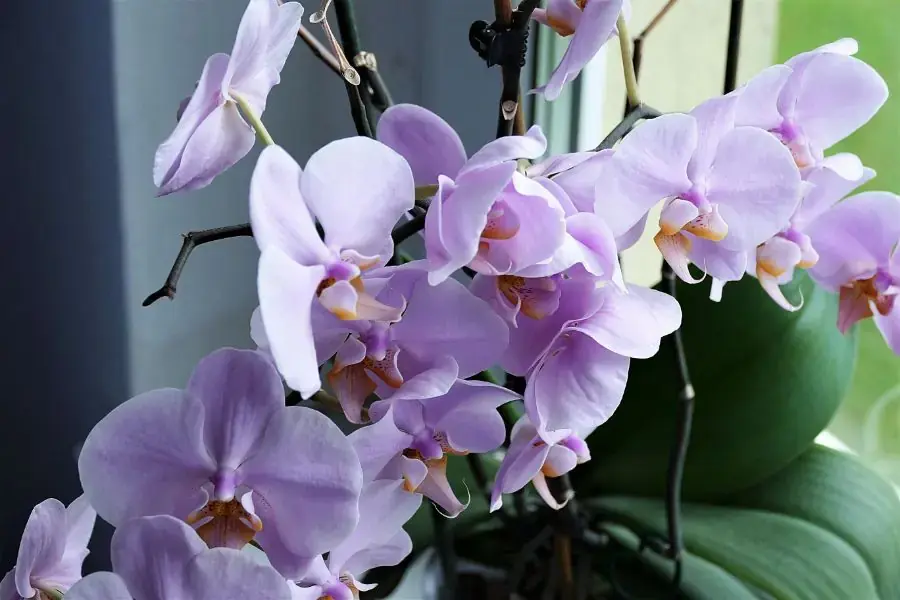 Chọn đơn vị uy tín để sở hữu hoa lan đẹp chất lượng cao
