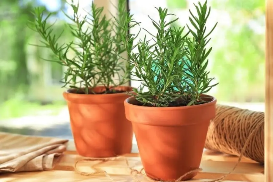 Cây hương thảo đặt trong phòng ngủ