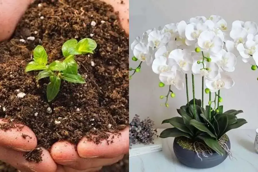 Phân bón sẽ giúp lan hồ điệp sinh trưởng tốt hơn.
