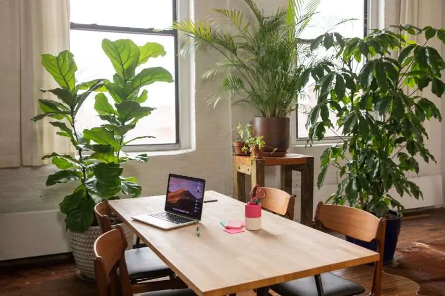 Nên đặt cây cạnh cửa sổ - nơi có ánh sáng vừa phải để cây phát triển tốt nhất.