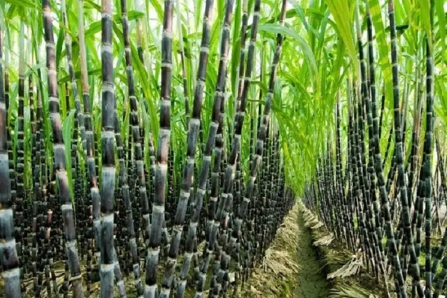 Nguồn gốc của cây mía