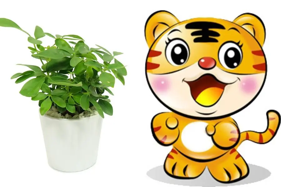 Nếu bạn là tuổi Dần thì hãy sắm ngay một chậu cây phong thủy này nhé.