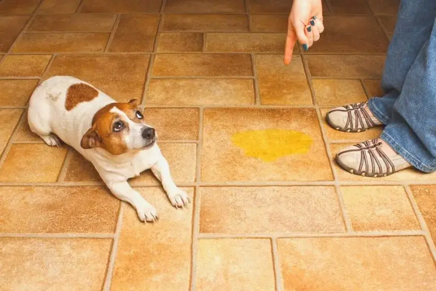 Không được quát mắng, bạo lực khi huấn luyện