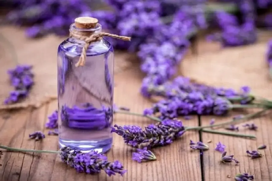 Hoa oải hương giúp giảm căng thẳng