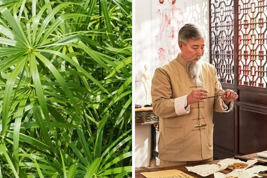 Lá thủy trúc là 1 vị thuốc đông y, có tác dụng điều trị vết thương do côn trùng, rắn cắn.