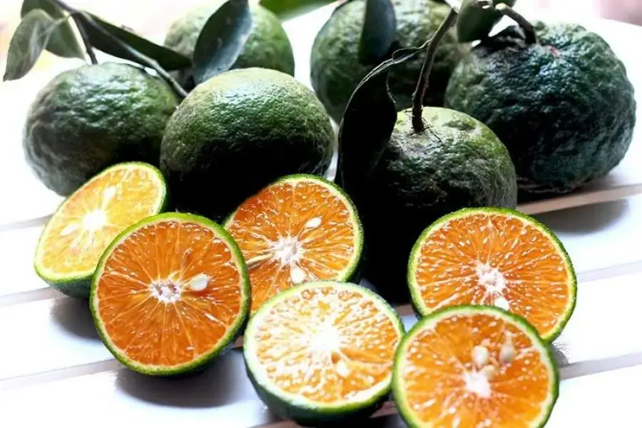 Cam sành vỏ dày thơm ngon ngọt đậm