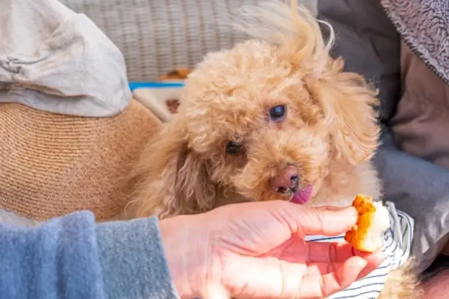 Thức ăn cho chó Poodle gồm hạt khô, thức ăn tự chế biến, các loại pate, xương gặm, bánh thưởng.