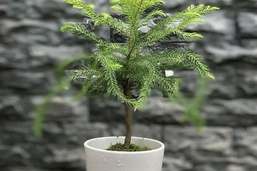 Trồng cây Tùng Bồng Lai tại nhà phải đảm bảo đủ ánh sáng, nước để cây phát triển tốt.
