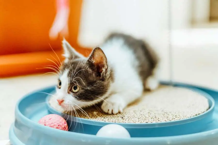 Mèo có thể bị ghẻ do tiếp xúc với những loại mèo hoang hoặc do yếu tố bên ngoài.