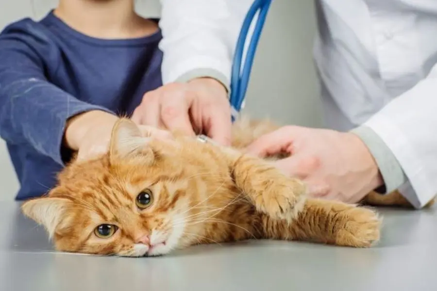 Một số biện pháp điều trị mèo thở gấp tại nhà mà ai cũng nên biết.
