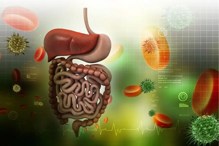 Tăng cường hệ miễn dịch và tiêu hoá