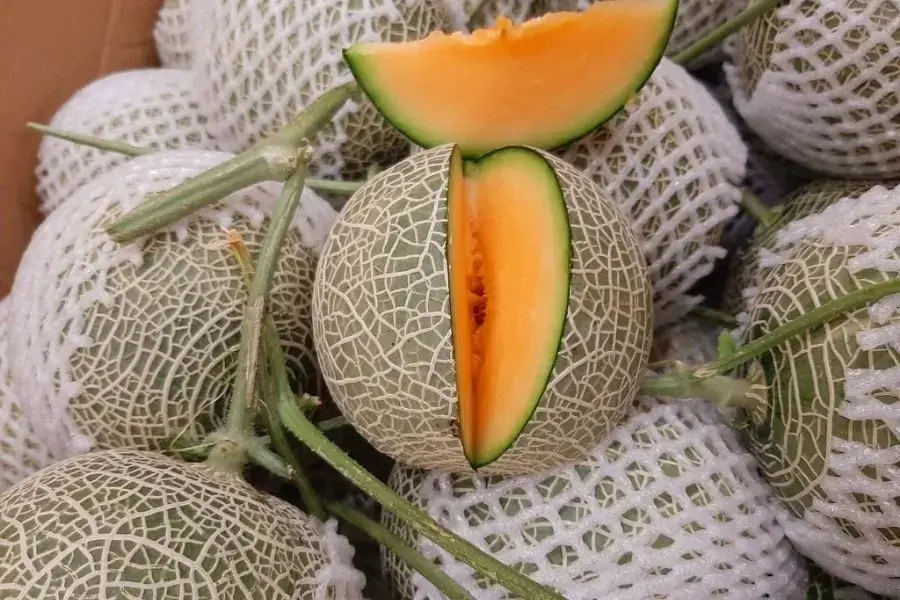 Dưa lưới