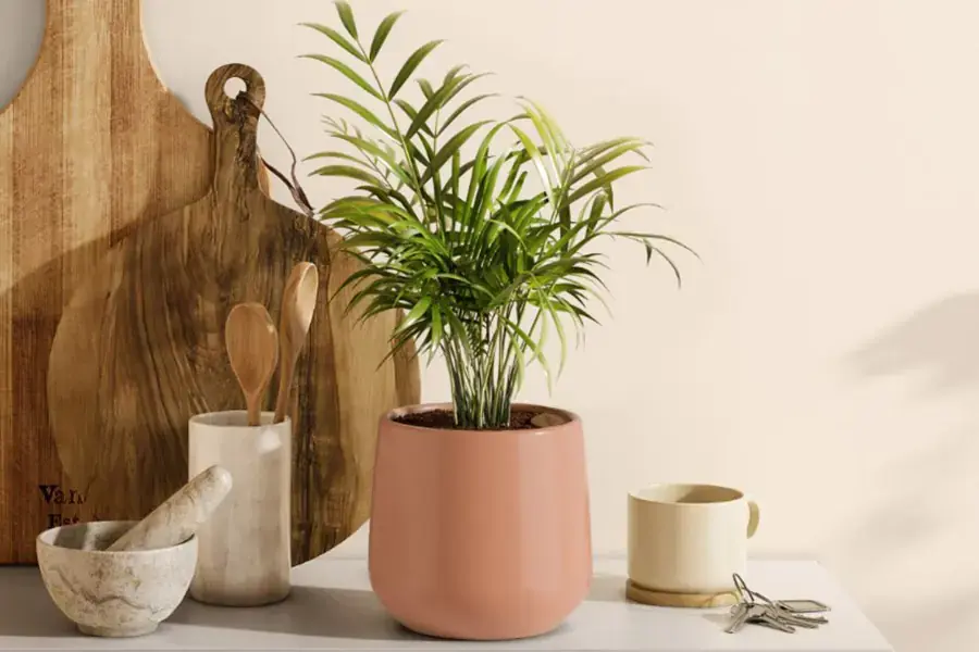 Decor căn phòng với chậu cau cảnh xinh xắn.