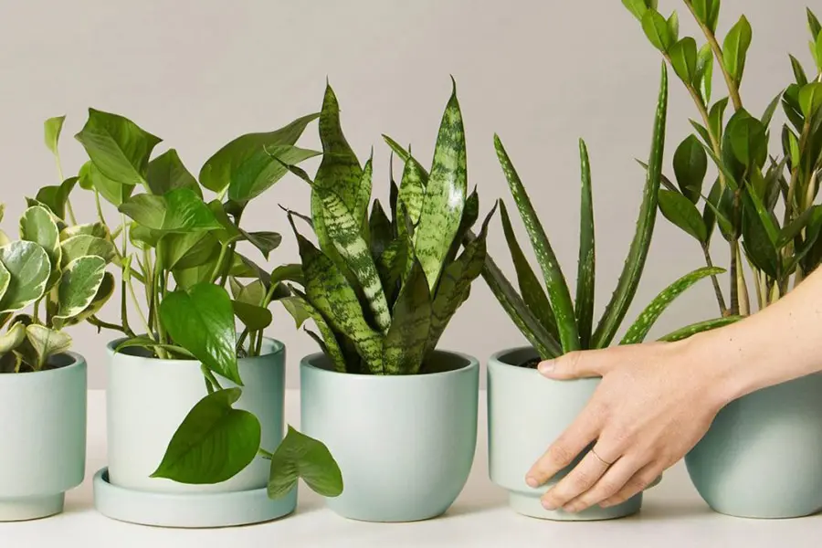 Chậu cây xanh nhỏ xinh là món quà ý nghĩa.