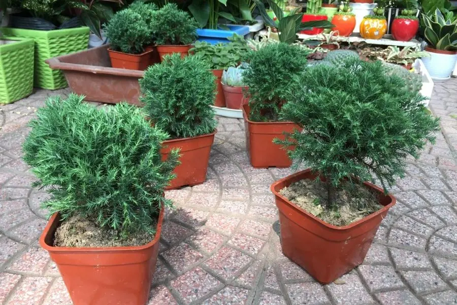 Đặt cây ở vị trí có bóng râm và có không gian thoáng mát để đảm bảo điều kiện tốt cho cây.