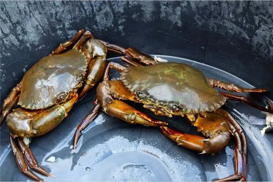 Cách bảo quản cua biển sống.